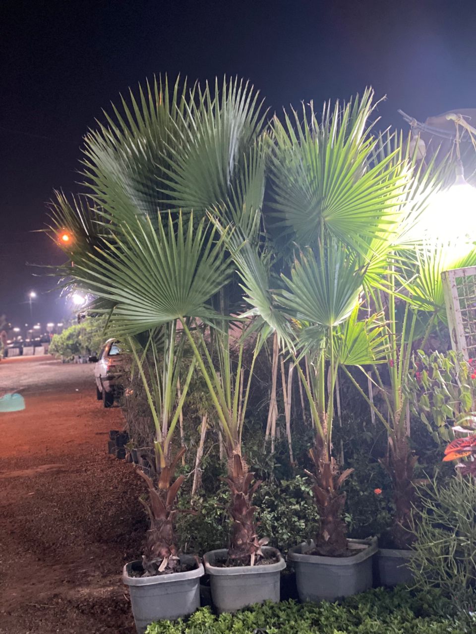 فروش نهال گل و گیاه آپارتمانی و باغچه ای ایران کریمی در بوشهر